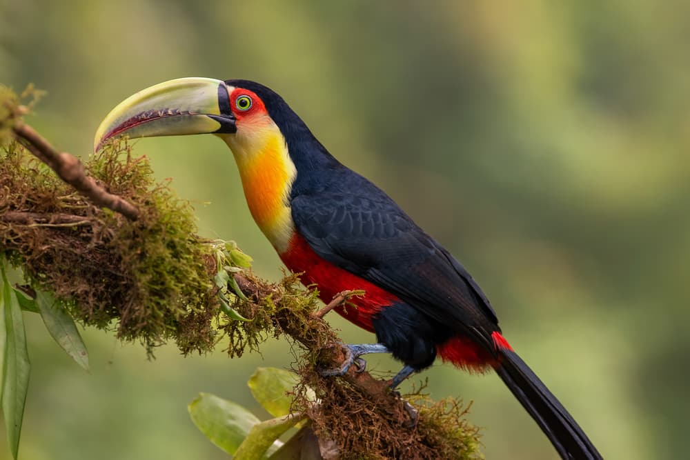 Vibrant Tropical Toucan by Piotr Galus — canvas wall art