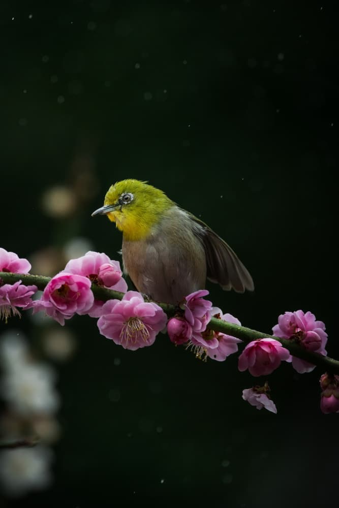 Plum Blossom Bird by まちゅばら/Hiroki Matsubara — canvas wall art
