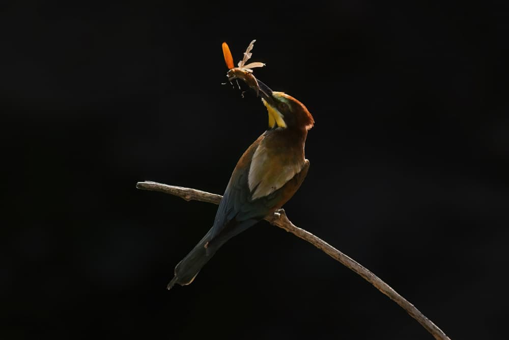 Vibrant Bee-eater Hunter by Rob Li — canvas wall art