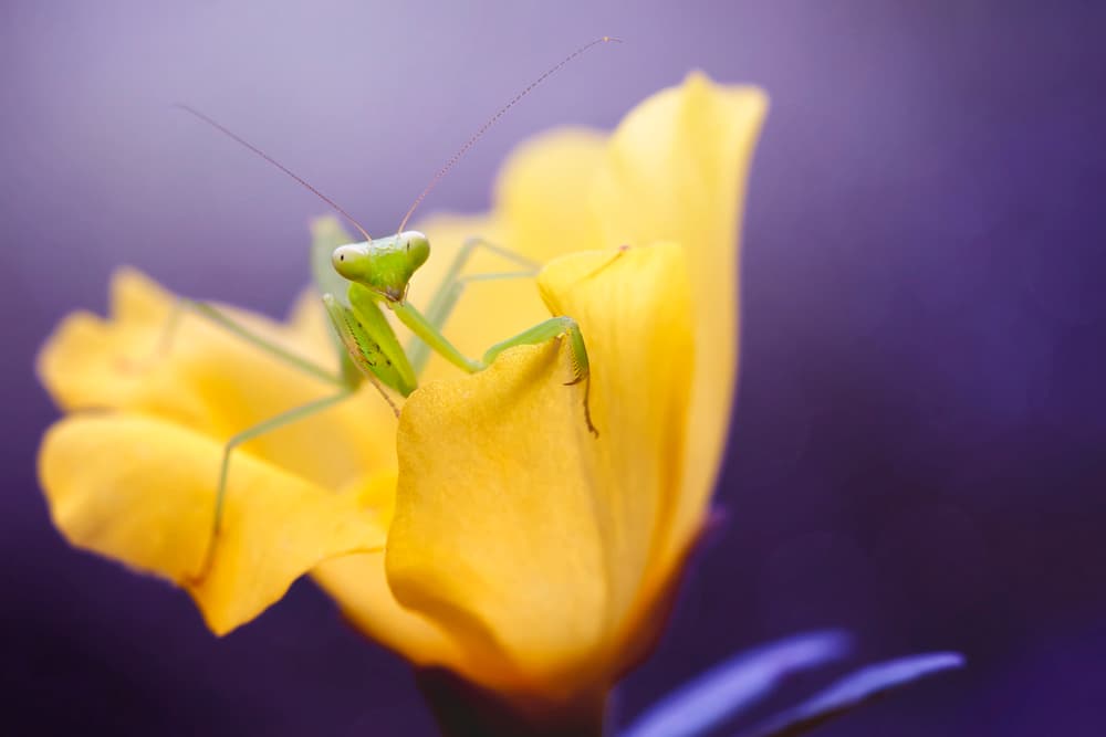 Praying Mantis Yellow Bloom by Fauzan Maududdin — canvas wall art