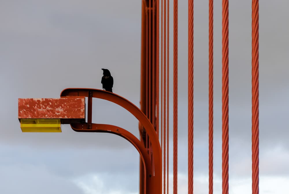 Crow on Red Bridge by Anatoliy Kosterev — canvas wall art