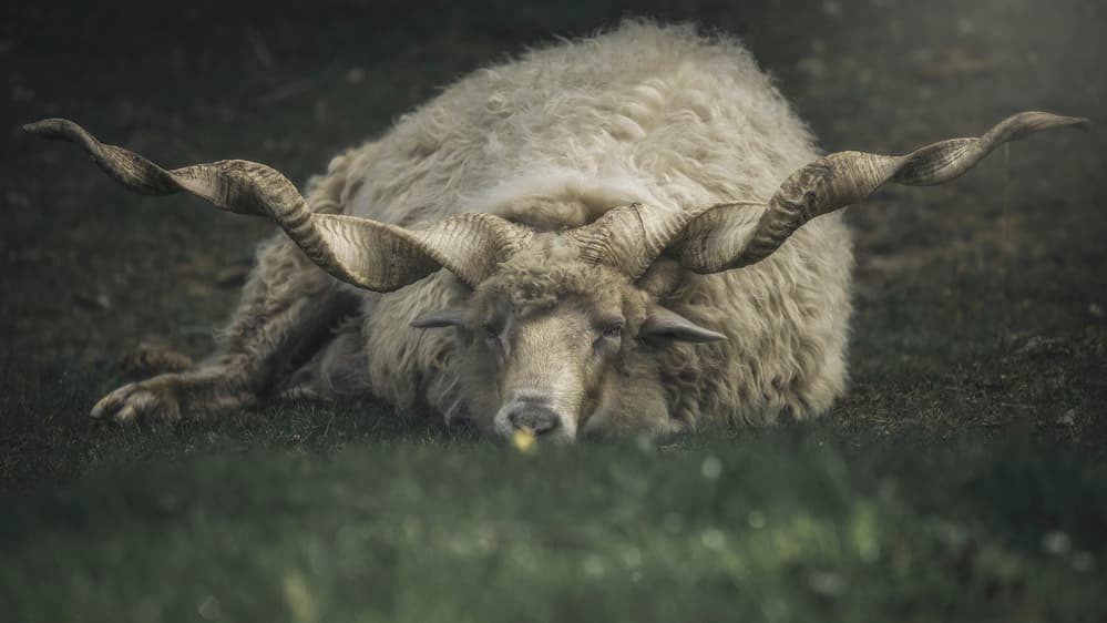 Majestic Horned Ram by Thomas de Franzoni — canvas wall art