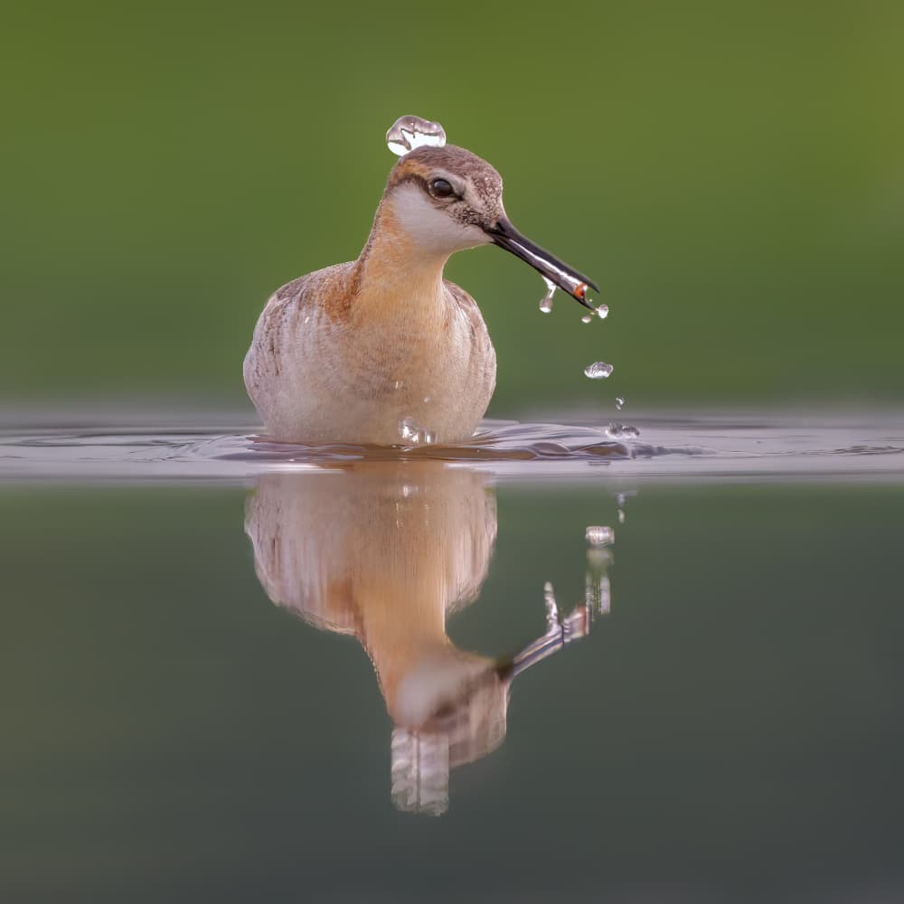 Bird With Water Droplet by Jacob (Jian) Xu — canvas wall art