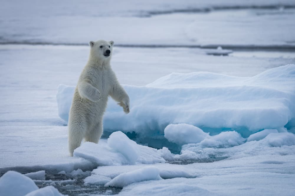 Standing Polar Bear by Shobhit Chawla — canvas wall art