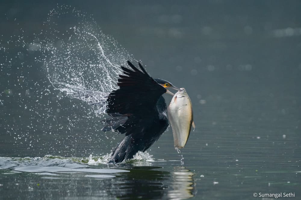 Cormorant's Big Catch by Sumangal Sethi — canvas wall art
