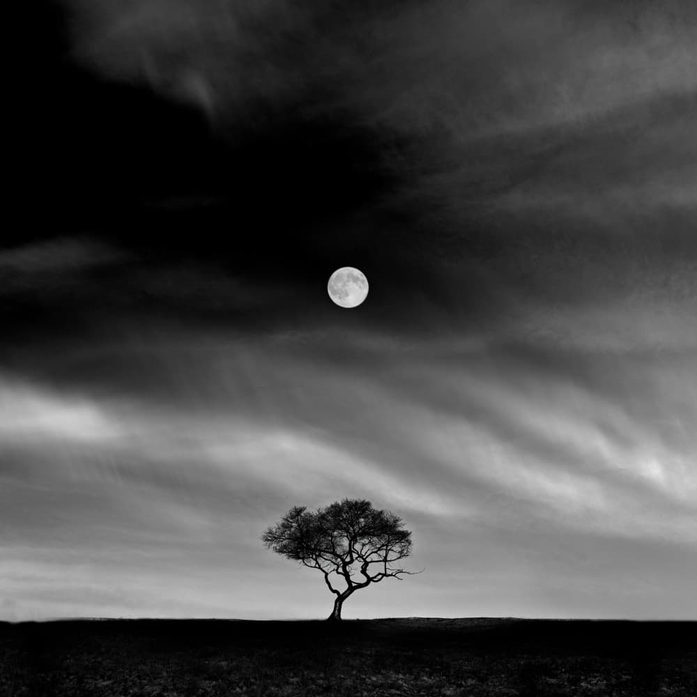Lone Tree Moonlit Night by Hsiao-Yang Fei — canvas wall art