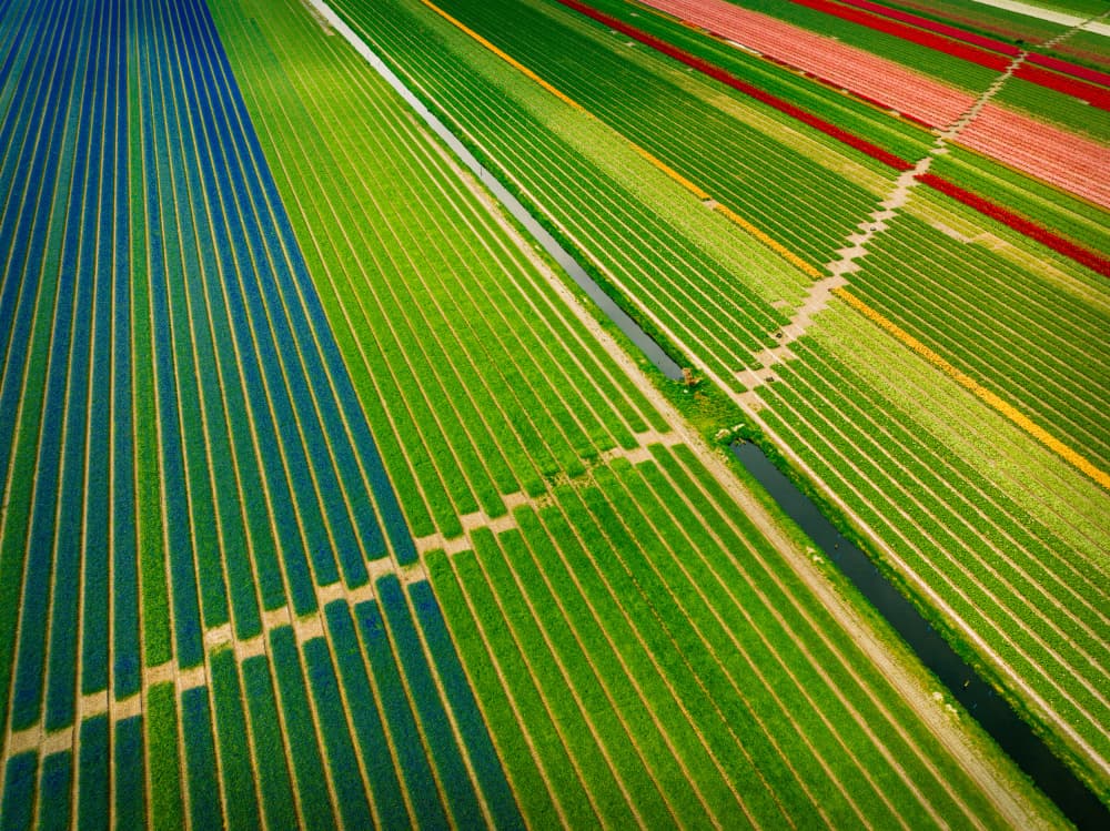 Vibrant Flower Fields by Adrian Popan — canvas wall art