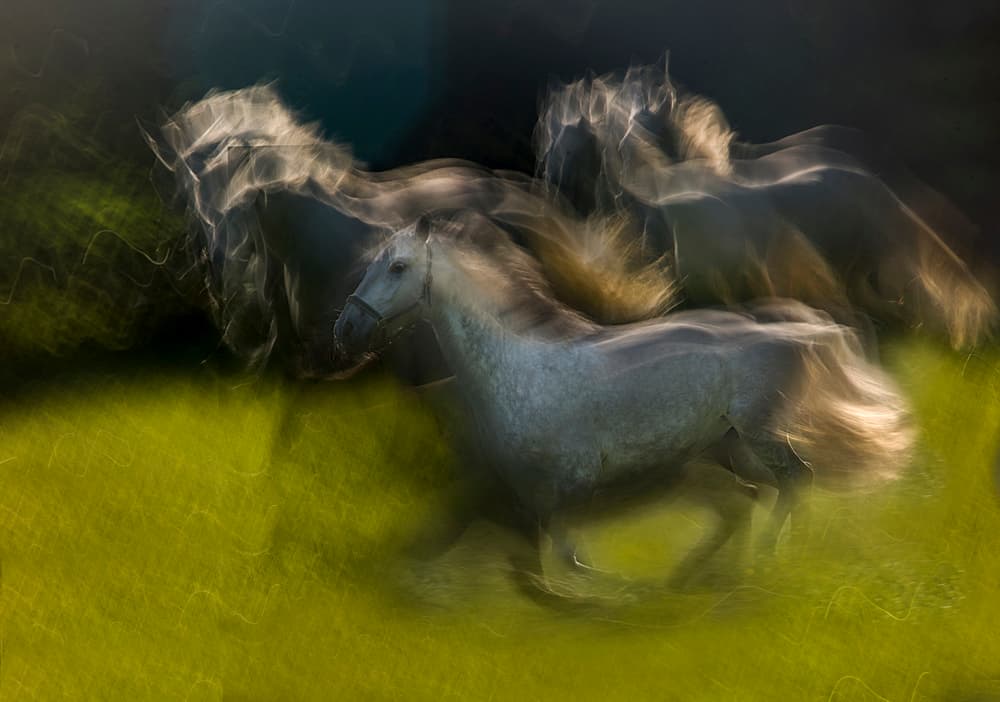 Wild Horses in Motion by Milan Malovrh — canvas wall art