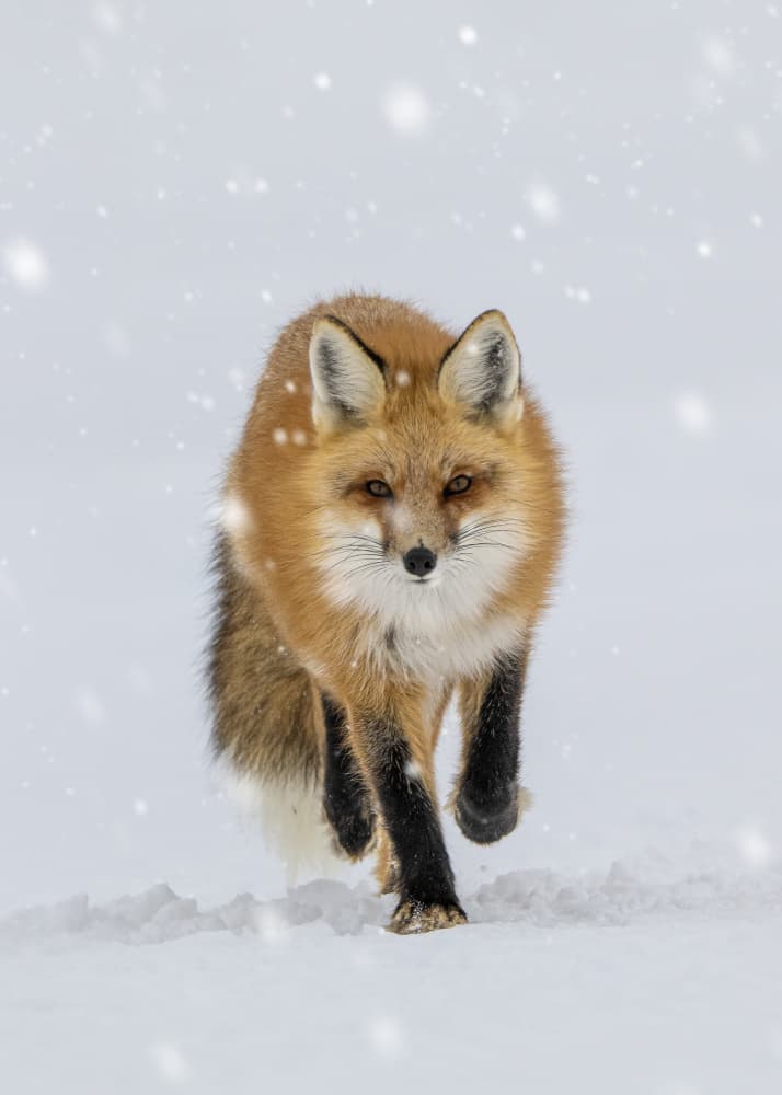 Running Red Fox in Snow by Rob Li — canvas wall art