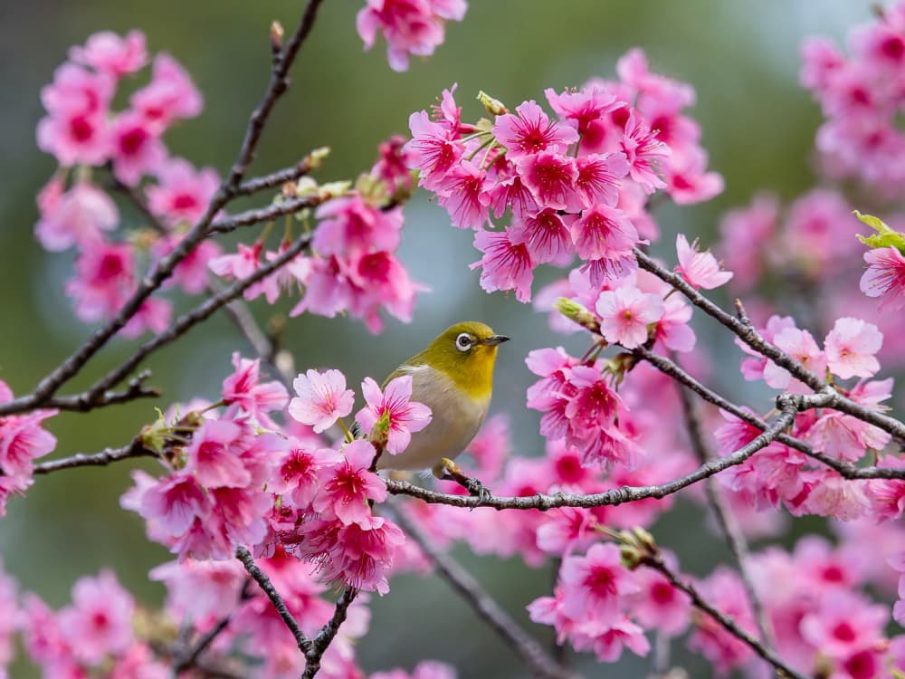 Cherry Blossom Bird by YUTAKA KURAHASHI — canvas wall art