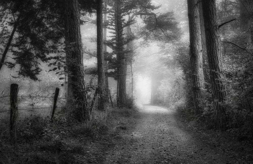 Misty Forest Path by Norbert Maier — canvas wall art