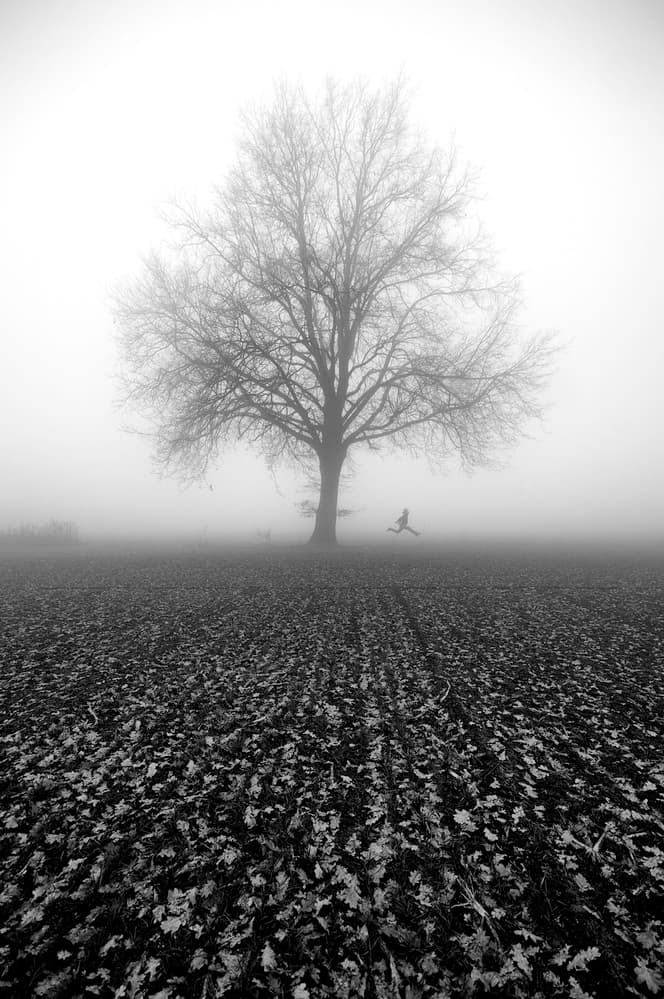 Misty Tree Field by Carlo Ferrara — canvas wall art