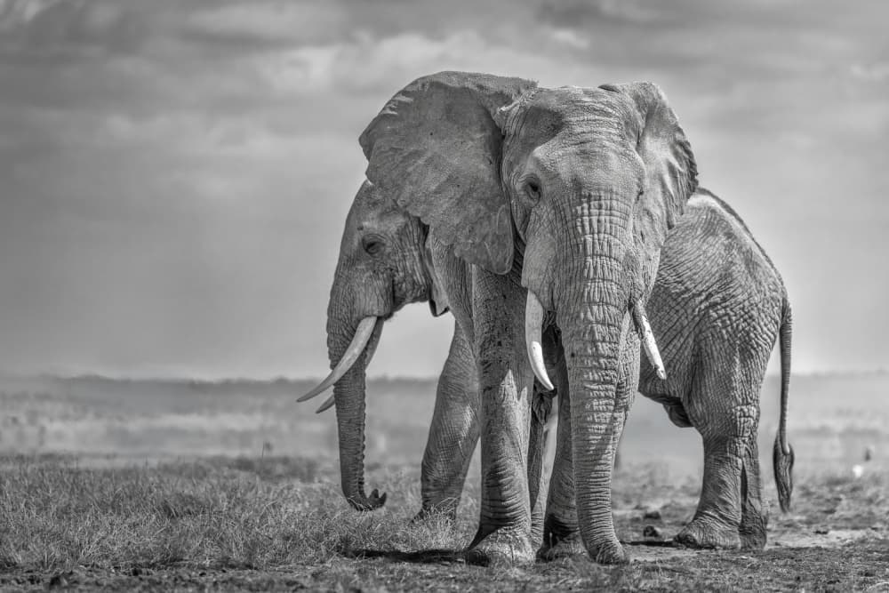 Giants of the Savannah by Ali Khataw — canvas wall art