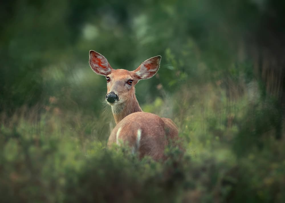 Gazing Forest Deer by Rob Li — canvas wall art