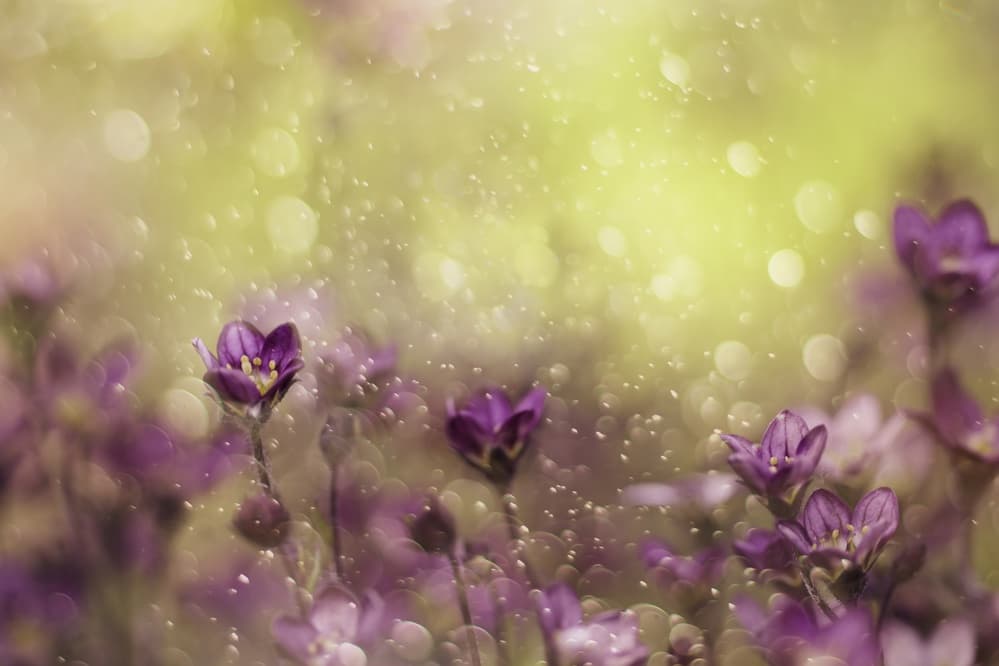 Dreamy Purple Blooms by Delphine Devos — canvas wall art