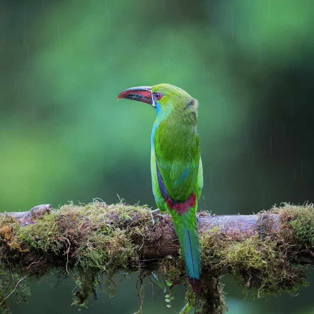 Green Toucan in Rain by Taksing (吉星高照) — canvas wall art
