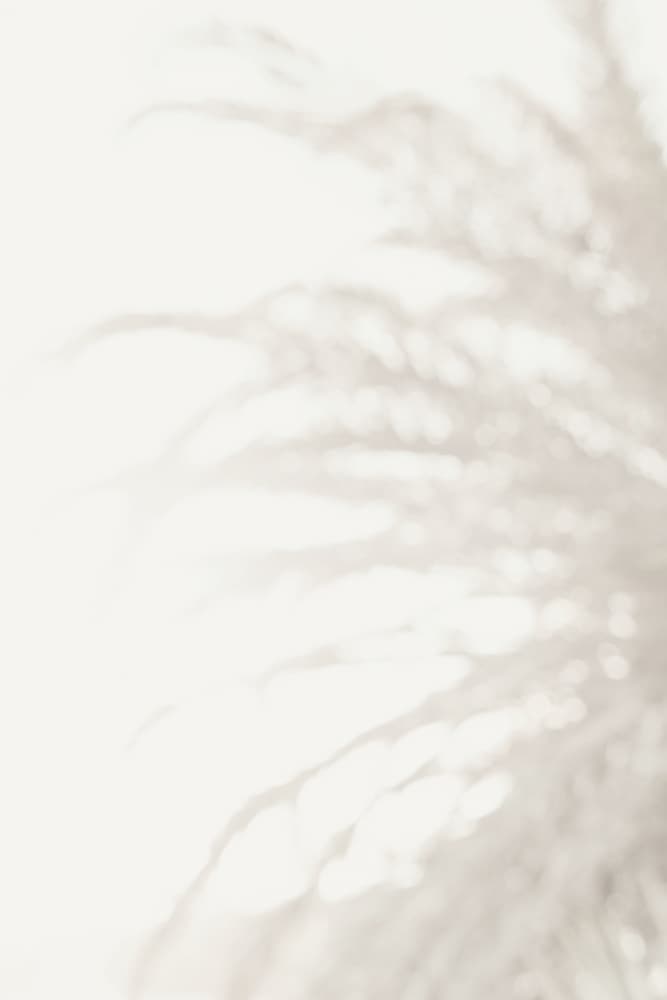 Soft Pampas Light by Pictufy Studio III — canvas wall art