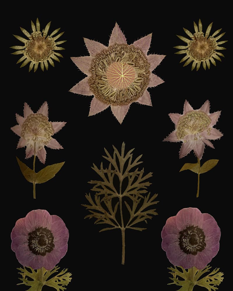 Vintage Dried Flowers by giovanna nicolo — canvas wall art