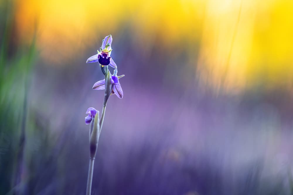 Dreamy Purple Orchid by Ulrike Eisenmann — canvas wall art