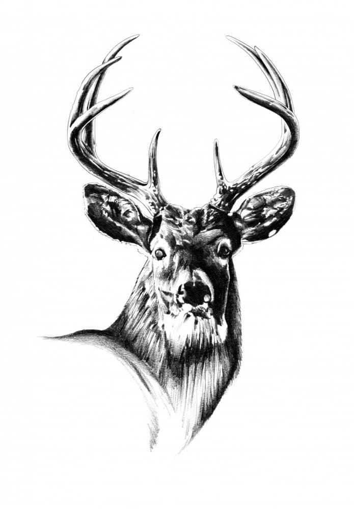 Majestic Buck Portrait by Kulik — canvas wall art