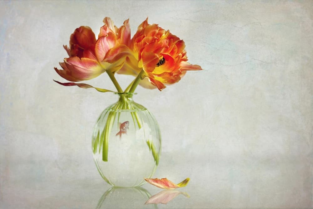 Orange Tulips Goldfish Vase by Alida van Zaane — canvas wall art