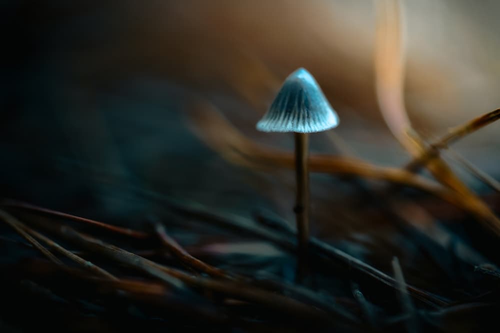 Ethereal Forest Mushroom by Marco Antonio Cobo — canvas wall art
