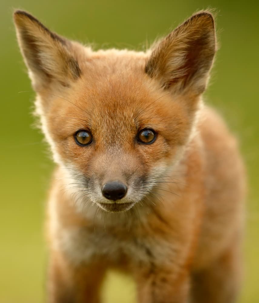 Bright Eyed Fox Cub by Assaf Gavra — canvas wall art