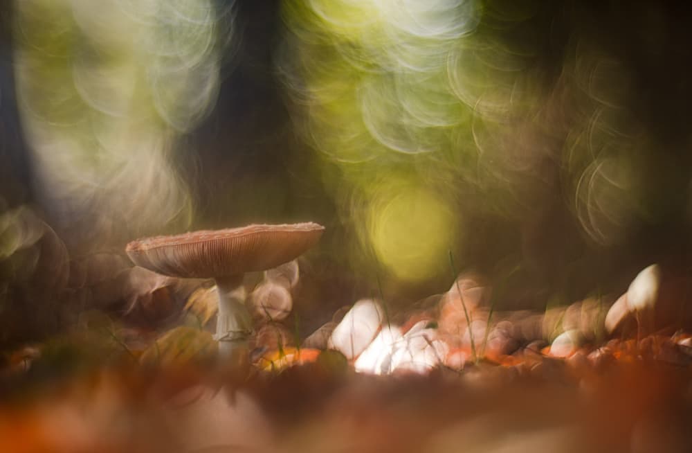 Magical Forest Fungi by Jan van der Linden — canvas wall art