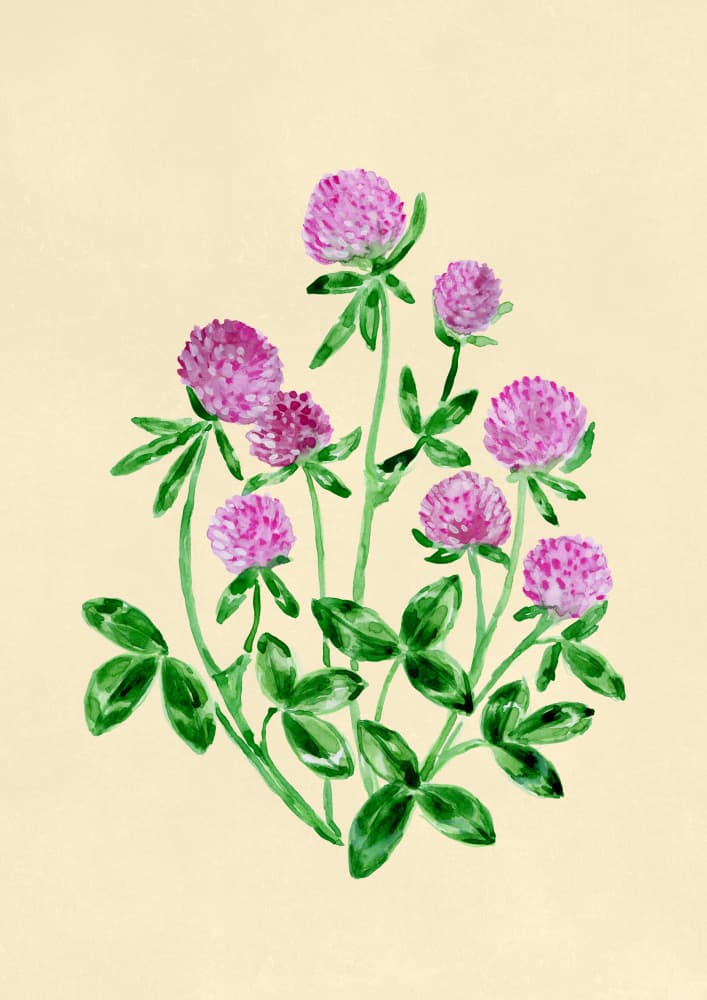Pink Clover Blooms by Rosana Laiz Blursbyai — canvas wall art