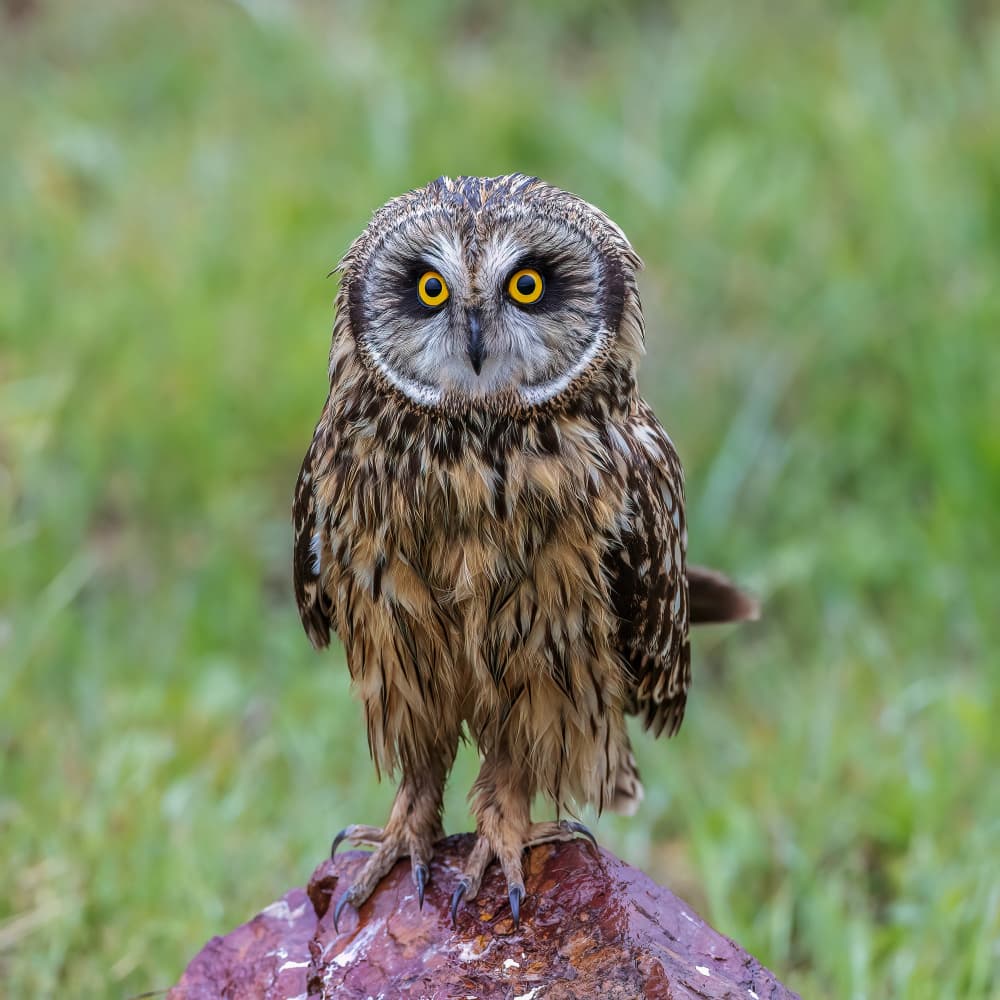 Watchful Short-eared Owl by Taksing (吉星高照) — canvas wall art