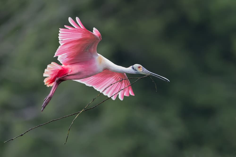 Graceful Pink Spoonbill by Cheng Chang — canvas wall art