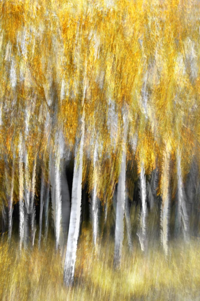 Golden Autumn Forest by Christina Sillèn — canvas wall art