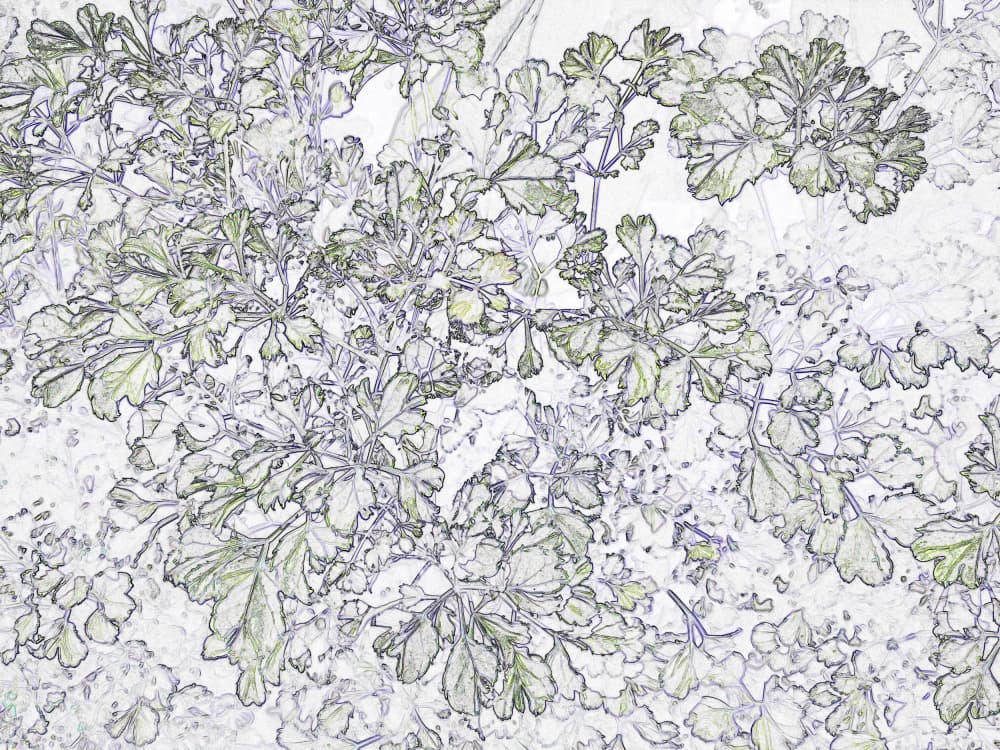 Delicate Botanical Sketch by Santhosh ch — canvas wall art
