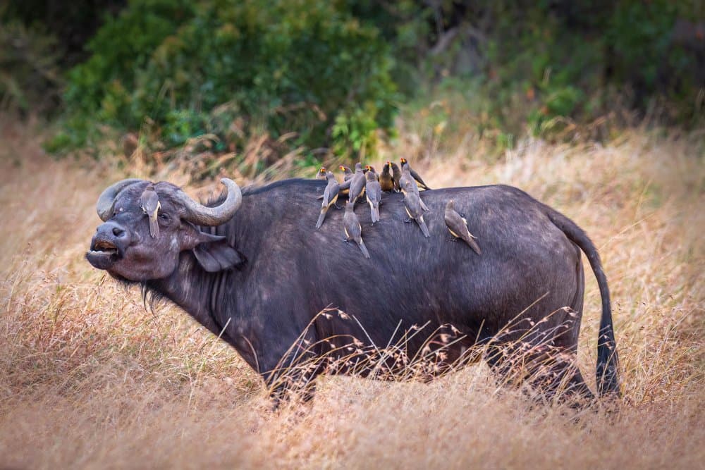 African Buffalo with Birds by Jeffrey C. Sink — canvas wall art