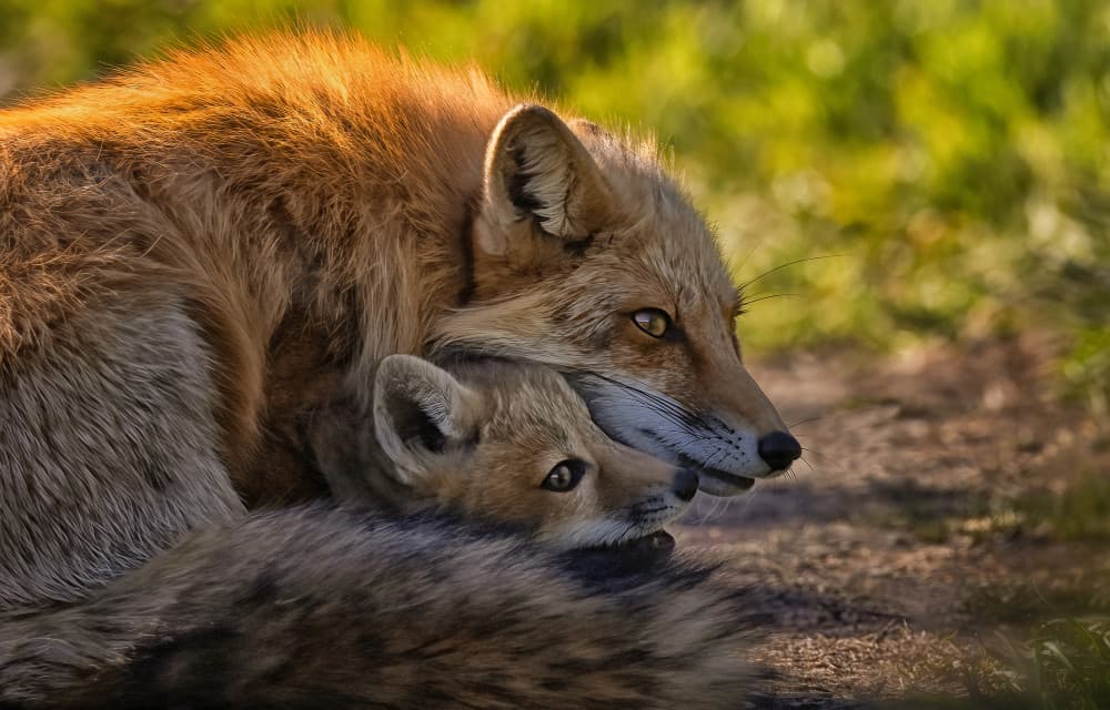 Tender Fox Family by Joanna W — canvas wall art