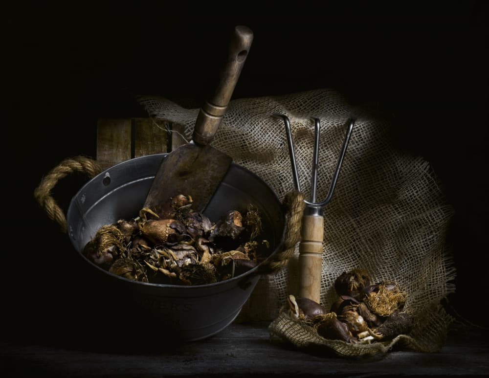 Foraged Mushrooms and Tools by Enrico Sottocorna — canvas wall art