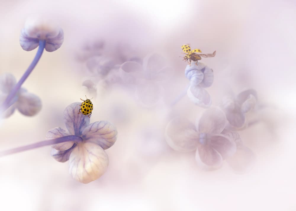Dreamy Lilac Ladybugs by Ellen van Deelen — canvas wall art