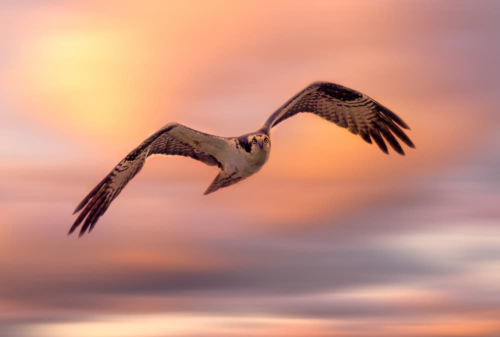 Majestic Osprey Flight by Ling  Lu — canvas wall art