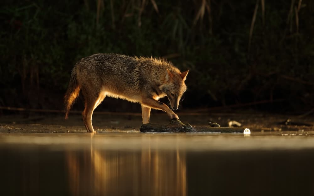 Golden Jackal Water Reflection by Assaf Gavra — canvas wall art