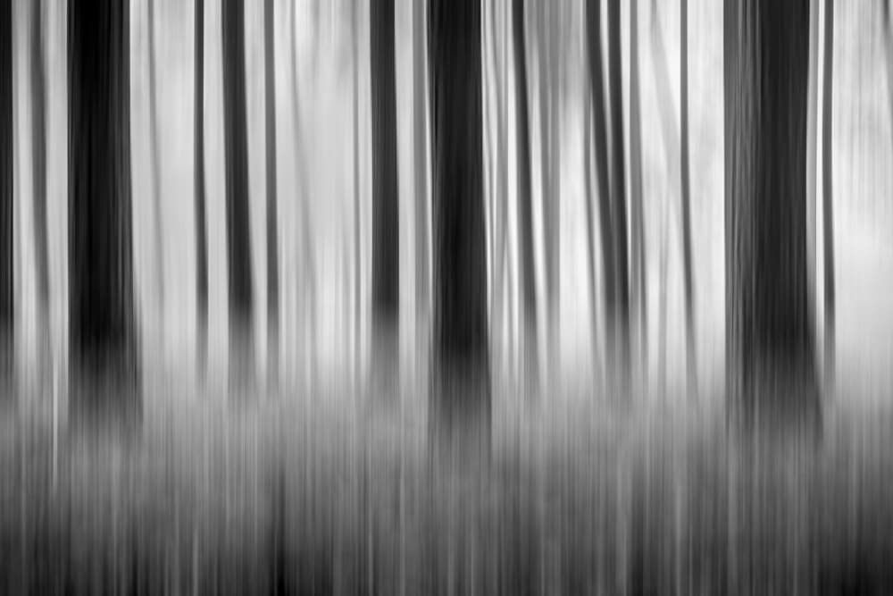 Blurred Forest Lines by Hein Jonker — canvas wall art