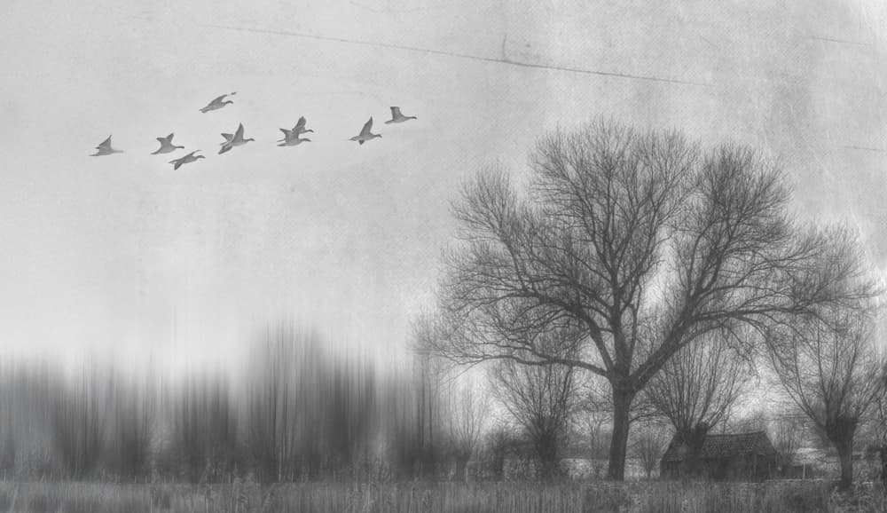 Misty Winter Flight by Yvette Depaepe — canvas wall art