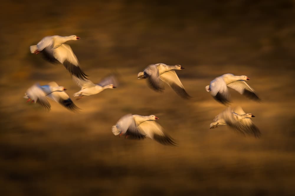 Golden Hour Geese by C. Mei — canvas wall art