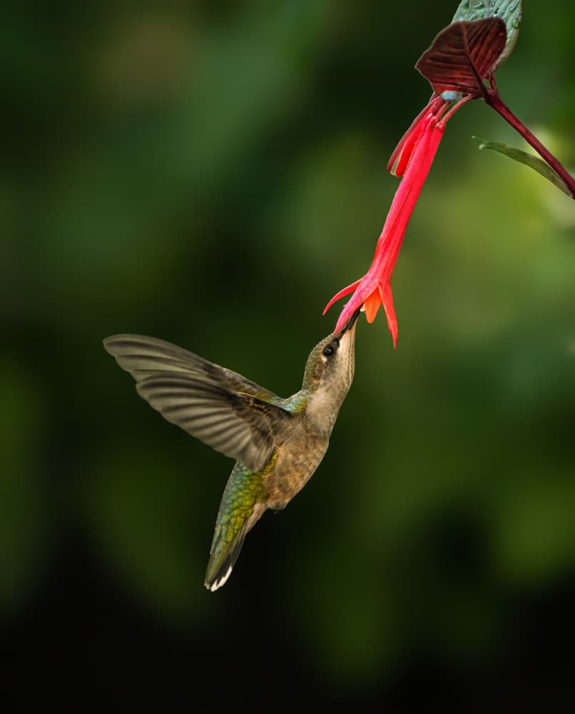 Hummingbird Nectar Sip by Hannah & Wei — canvas wall art