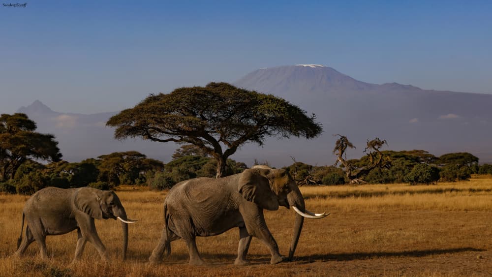 Elephants Under Kilimanjaro by Sandeep Shroff — canvas wall art