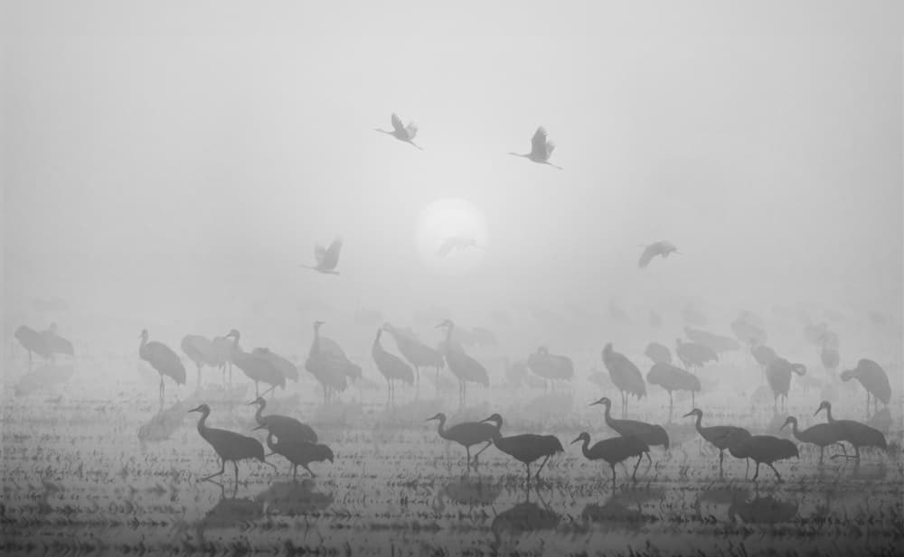 Misty Morning Cranes by DonnaHom APA — canvas wall art