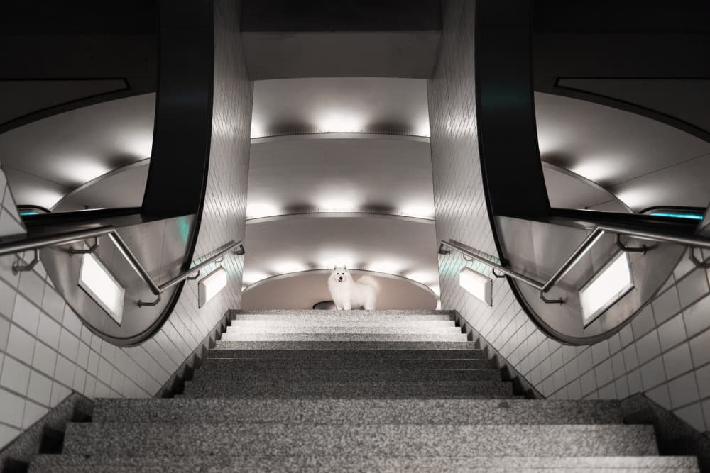 White Dog Grand Stairs by Heike Willers — canvas wall art