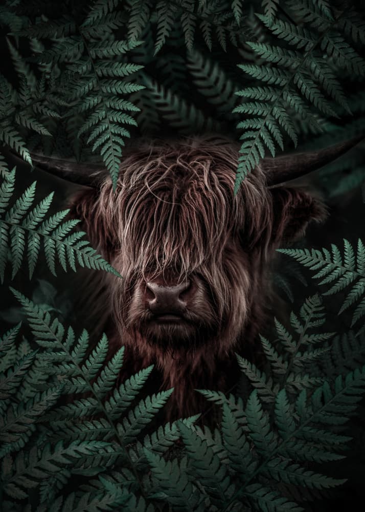 Highland Cow in Ferns by Ariz Rab — canvas wall art