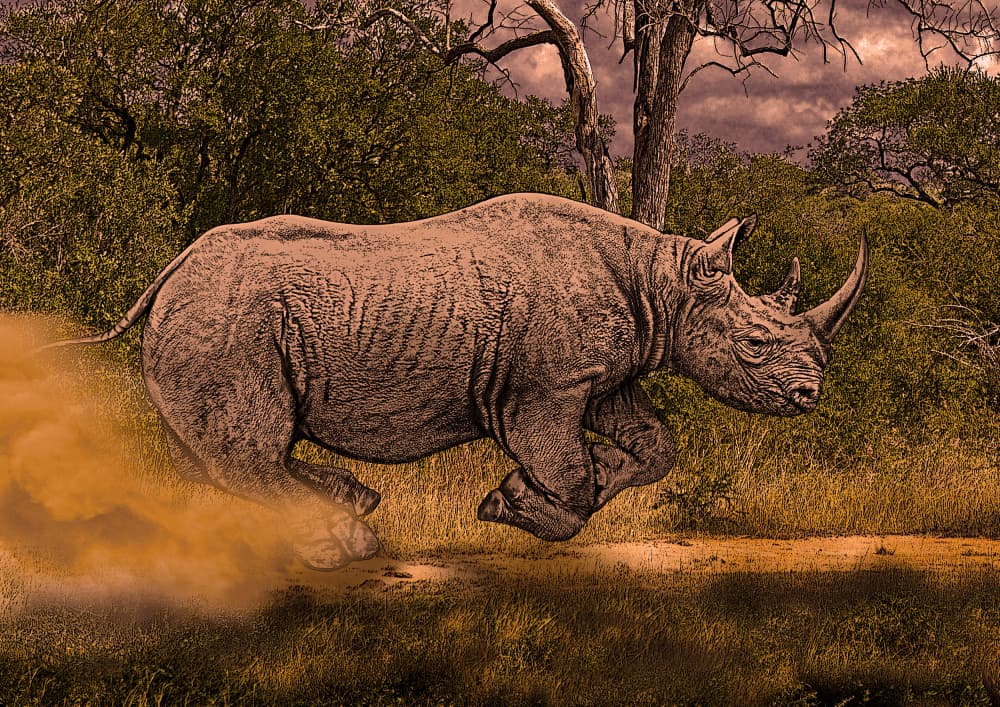Rhino Charging Dust by Carlo Kaminski — canvas wall art