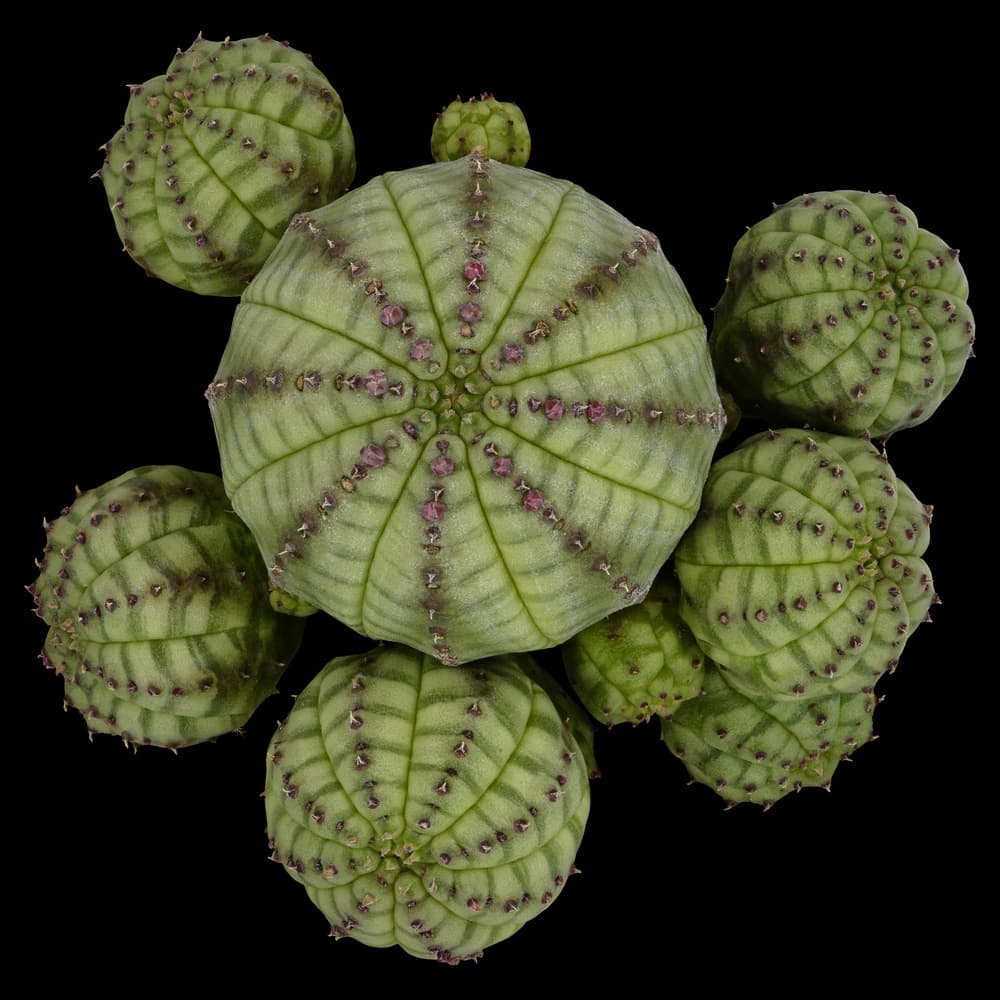 Green Succulent Cluster by Victor Mozqueda — canvas wall art
