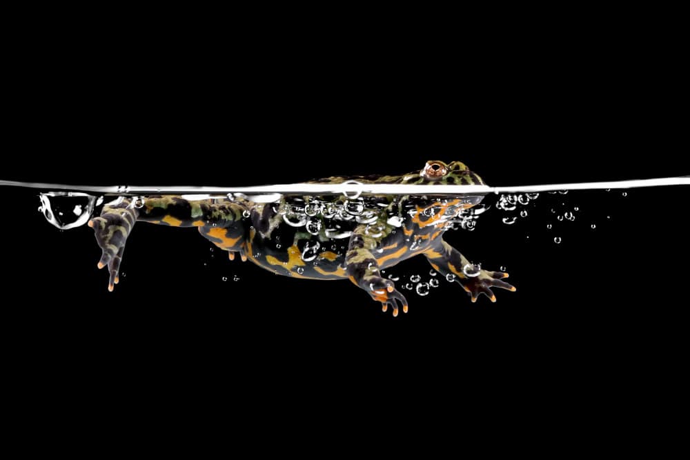 Swimming Frog in Water by Kurit Afsheen — canvas wall art